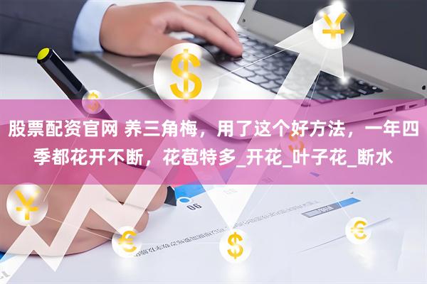 股票配资官网 养三角梅，用了这个好方法，一年四季都花开不断，花苞特多_开花_叶子花_断水